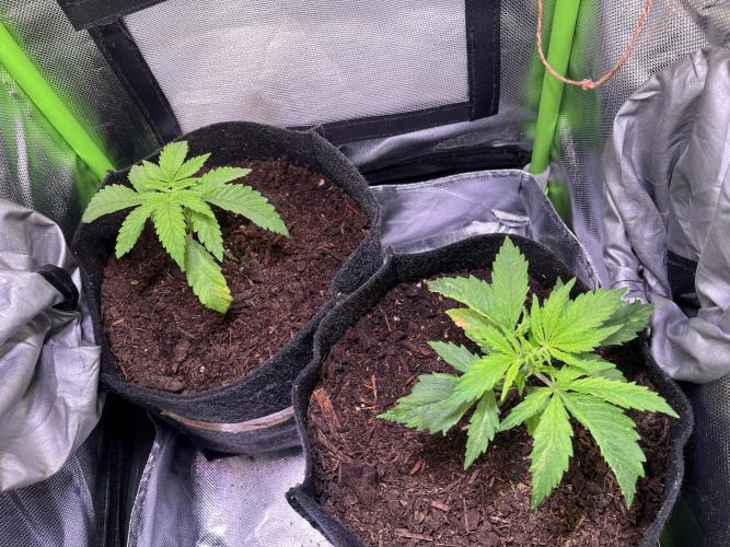 Chicken n' Waffles and Blueberry Muffin. Week 3