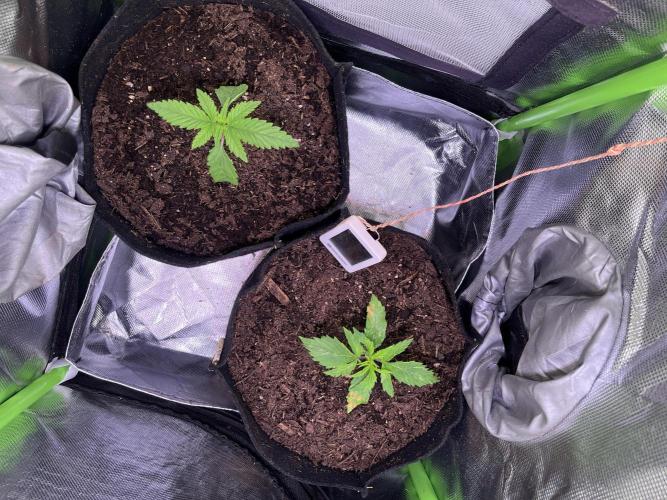 Chicken n' Waffles and Blueberry Muffin. Week 3