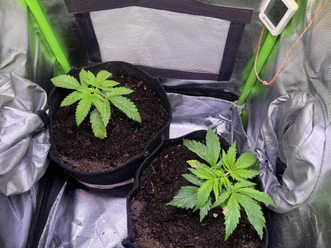 Chicken n' Waffles and Blueberry Muffin. Week 3