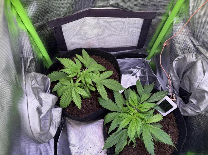 Chicken n' Waffles and Blueberry Muffin. Week 4