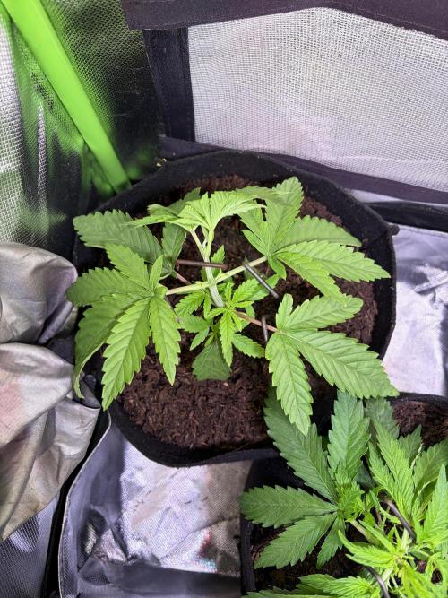 Chicken n' Waffles and Blueberry Muffin. Week 4