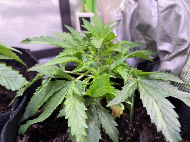 Chicken n' Waffles and Blueberry Muffin. Week 4