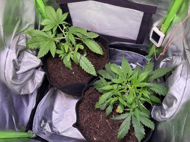 Chicken n' Waffles and Blueberry Muffin. Week 4