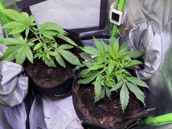 Chicken n' Waffles and Blueberry Muffin. Week 4