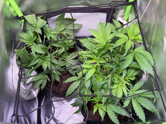 Chicken n' Waffles and Blueberry Muffin. Week 5