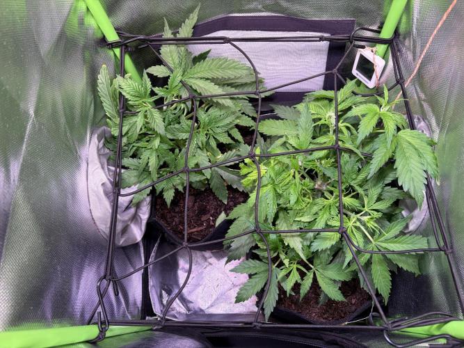 Chicken n' Waffles and Blueberry Muffin. Week 5