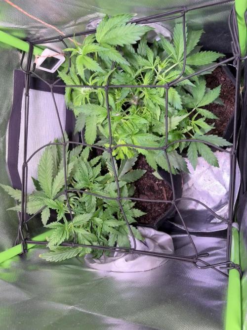 Chicken n' Waffles and Blueberry Muffin