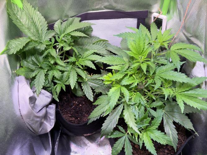 Chicken n' Waffles and Blueberry Muffin. Week 5