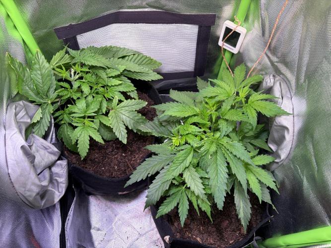 Chicken n' Waffles and Blueberry Muffin. Week 5