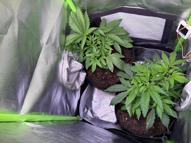 Chicken n' Waffles and Blueberry Muffin. Week 5