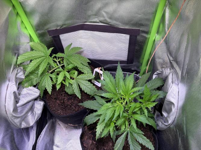 Chicken n' Waffles and Blueberry Muffin. Week 5