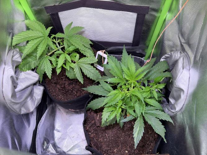 Chicken n' Waffles and Blueberry Muffin. Week 5