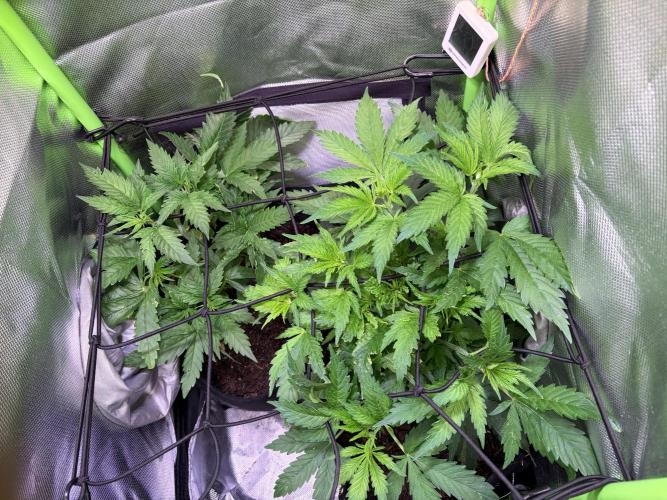 Chicken n' Waffles and Blueberry Muffin. Week 6