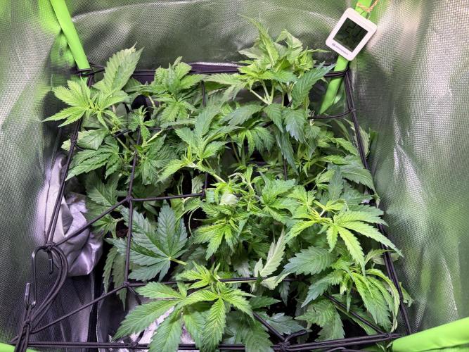 Chicken n' Waffles and Blueberry Muffin. Week 6