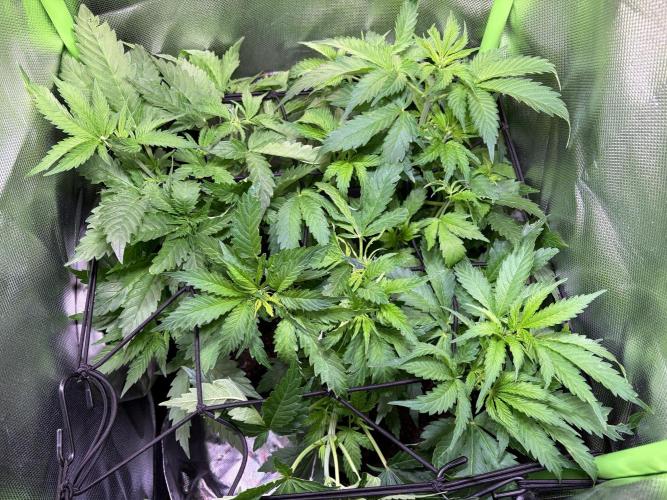 Chicken n' Waffles and Blueberry Muffin. Week 6