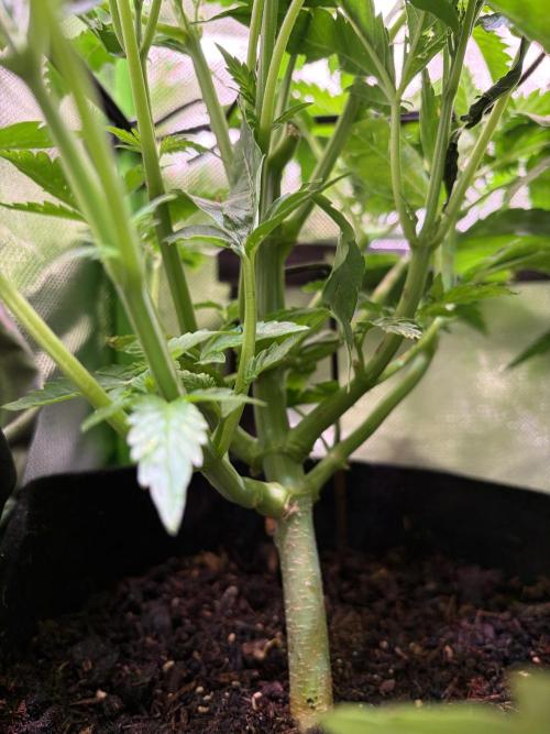 Chicken n' Waffles and Blueberry Muffin. Week 6