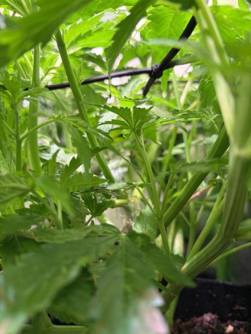 Chicken n' Waffles and Blueberry Muffin. Week 6