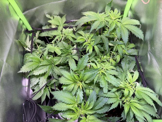 Chicken n' Waffles and Blueberry Muffin. Week 6