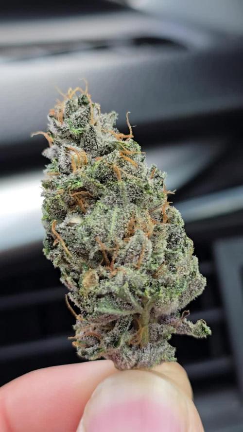 Tropicanna Cookies FF #Pimpmygrow