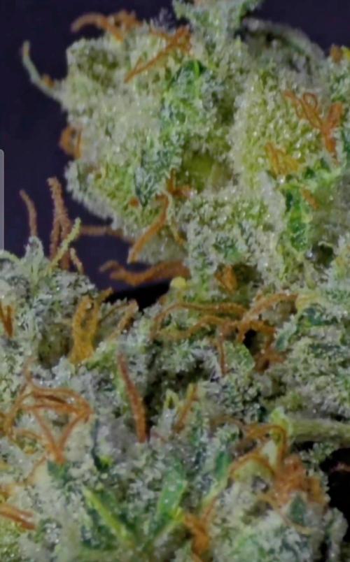 O.M.G Ripper Seeds