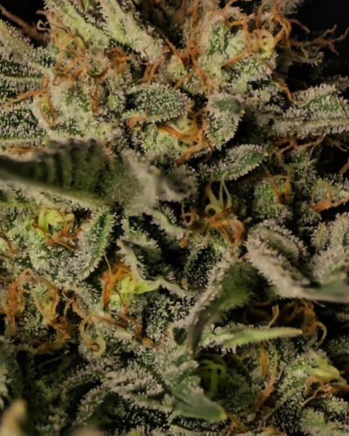 Fastbuds Tester