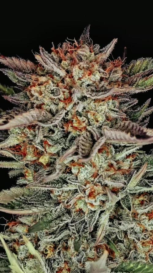 Fastbuds Tester