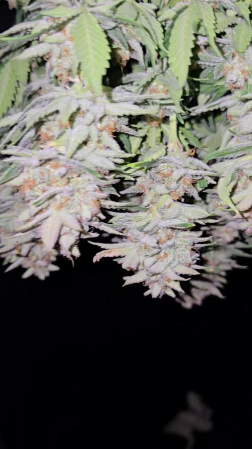Frostyyy