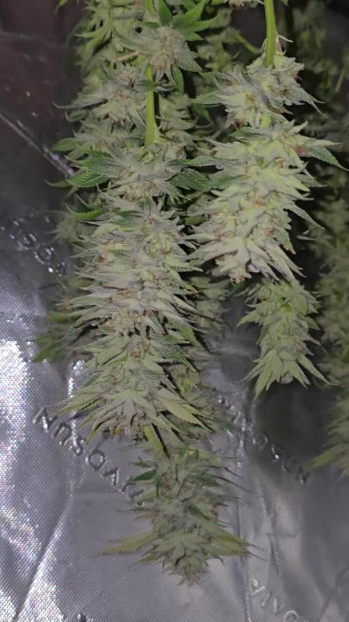 Mimosa X Orange Punch