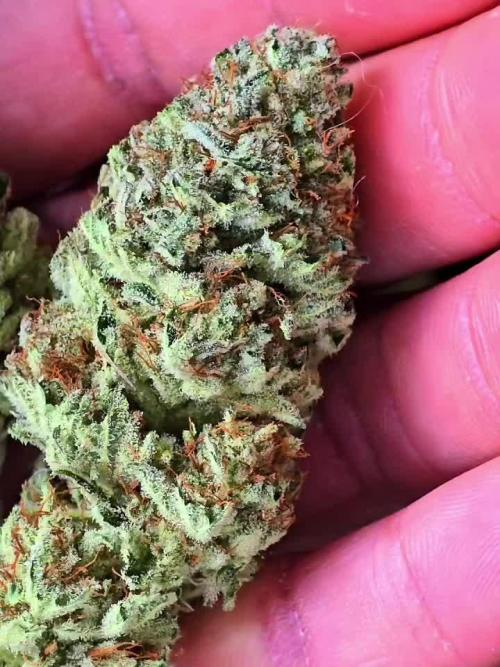 Mimosa X Orange Punch