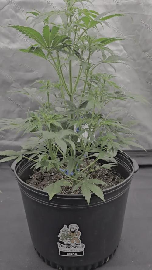 AK47 XL