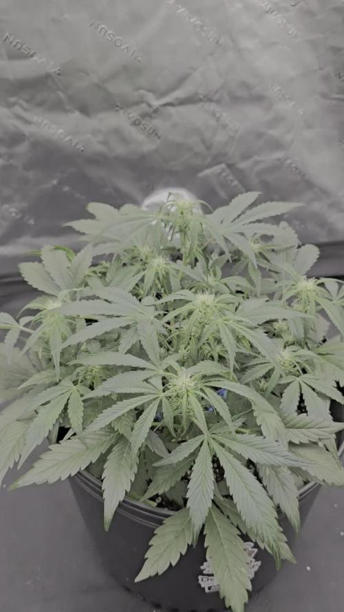 Auto Candy