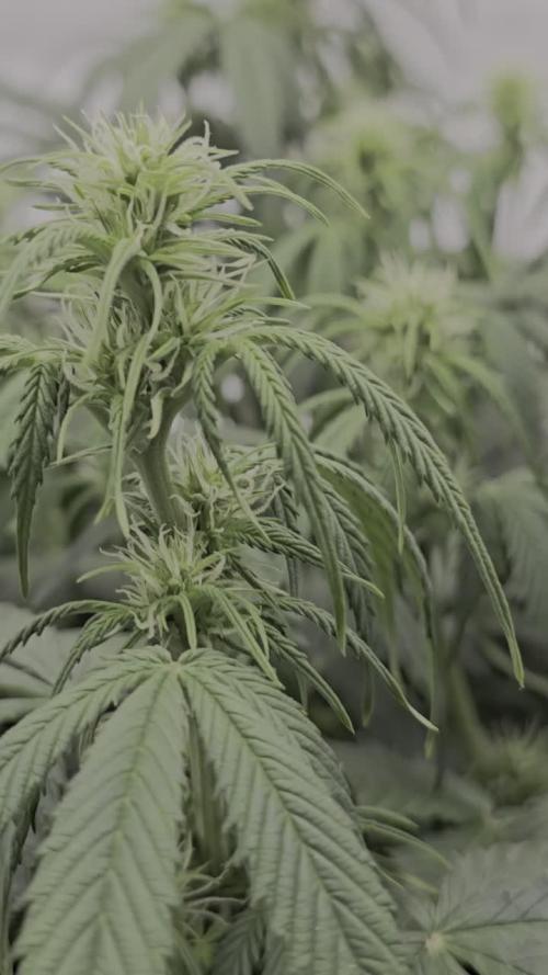 Gorilla Cookies