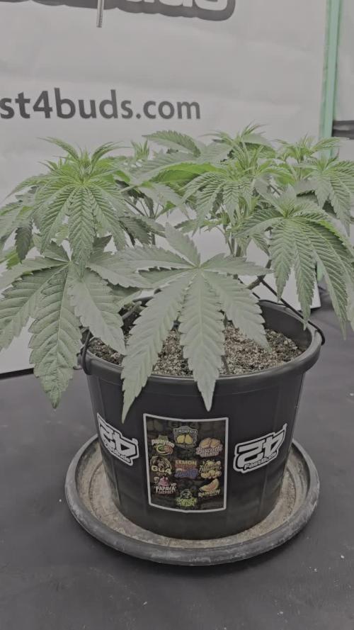 Fastbuds Mixed Pack (Photoperiod)