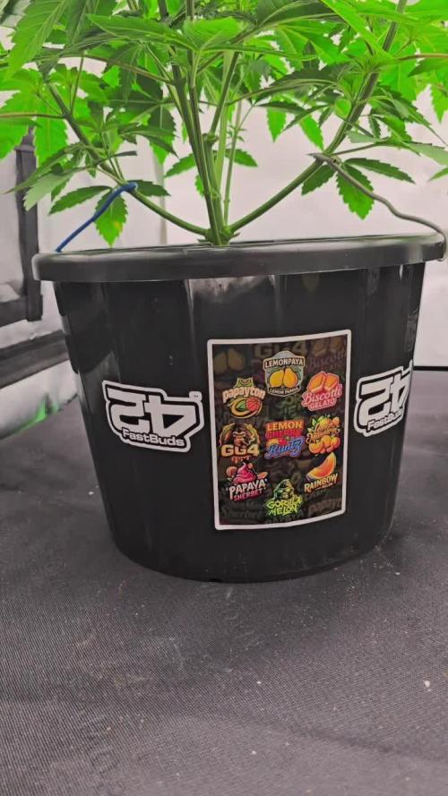 Fastbuds Mix Pack (Photoperiod)