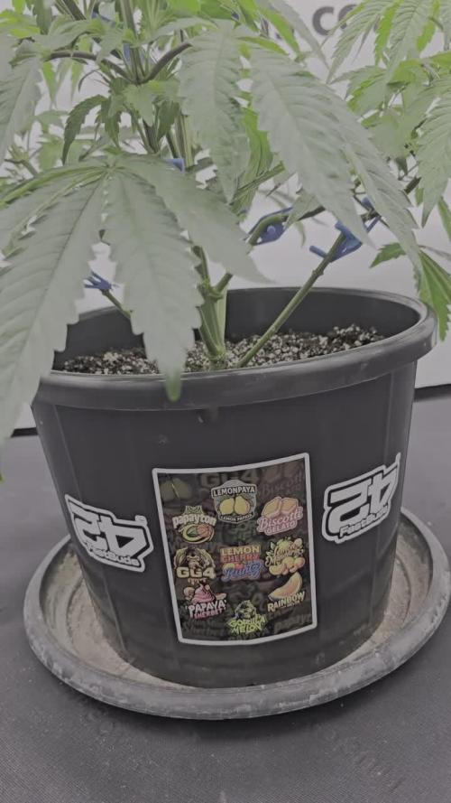 Fastbuds Mixed Pack (Photoperiod)