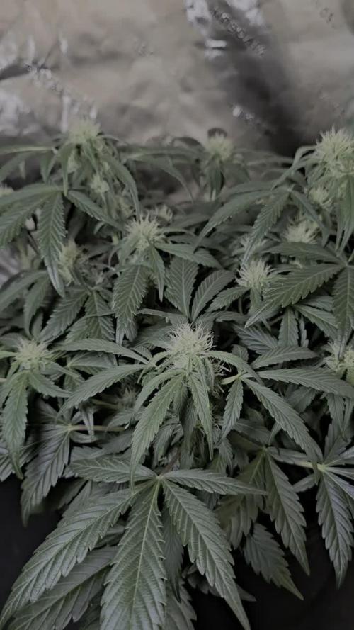 Auto Candy