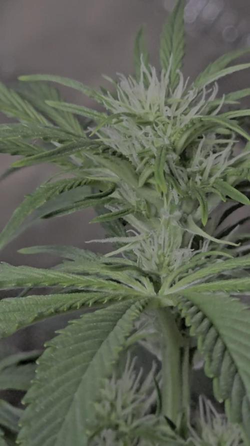AK47 XL