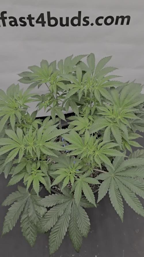 Fastbuds Mixed Pack (Photoperiod)