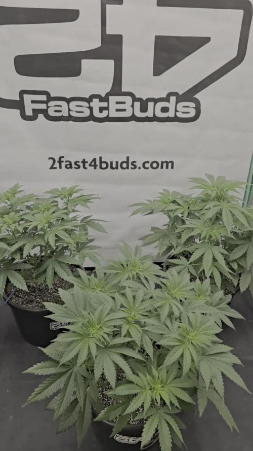 Fastbuds Mix Pack (Photoperiod)