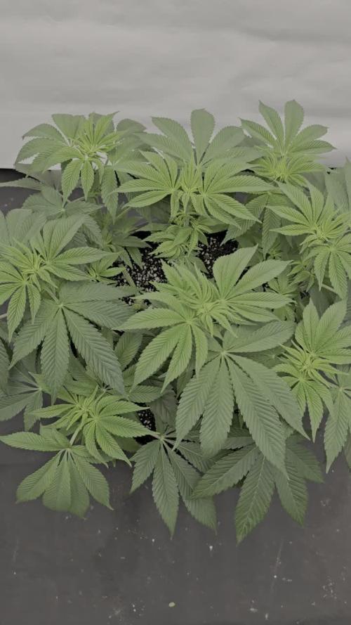 Gorilla Melon