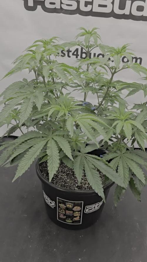 Fastbuds Mixed Pack (Photoperiod)