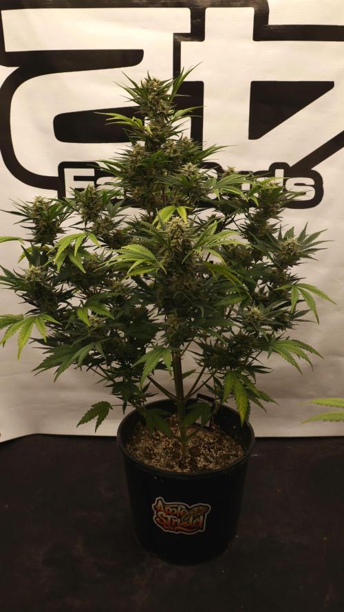 Apple Strudel. Week 7