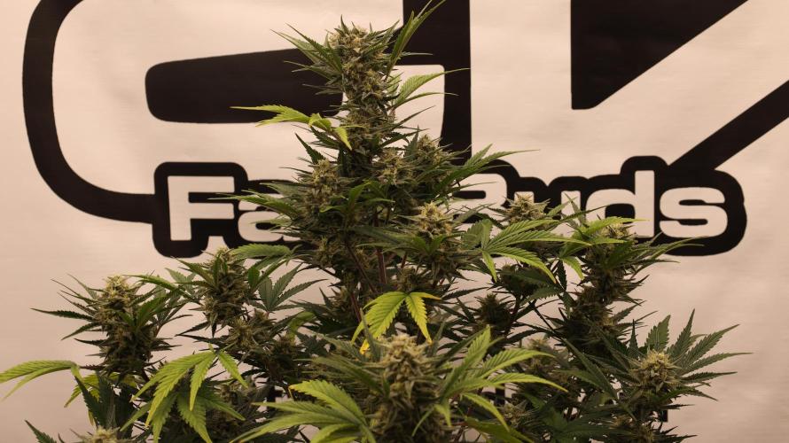 Apple Strudel. Week 7