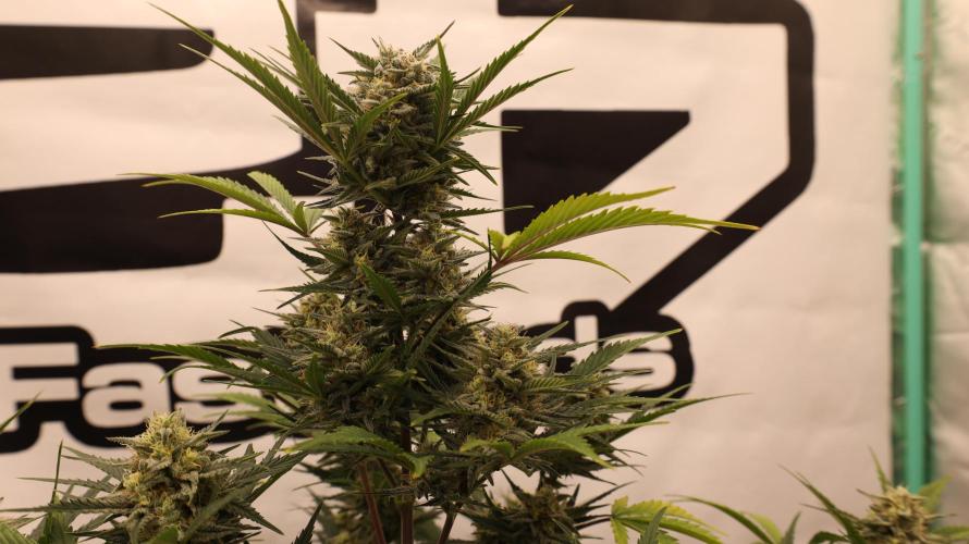 Apple Strudel. Week 7