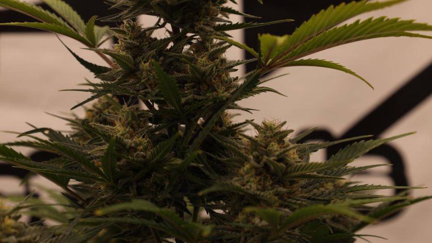 Apple Strudel. Week 7