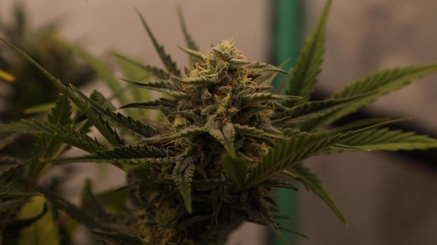 Apple Strudel. Week 7