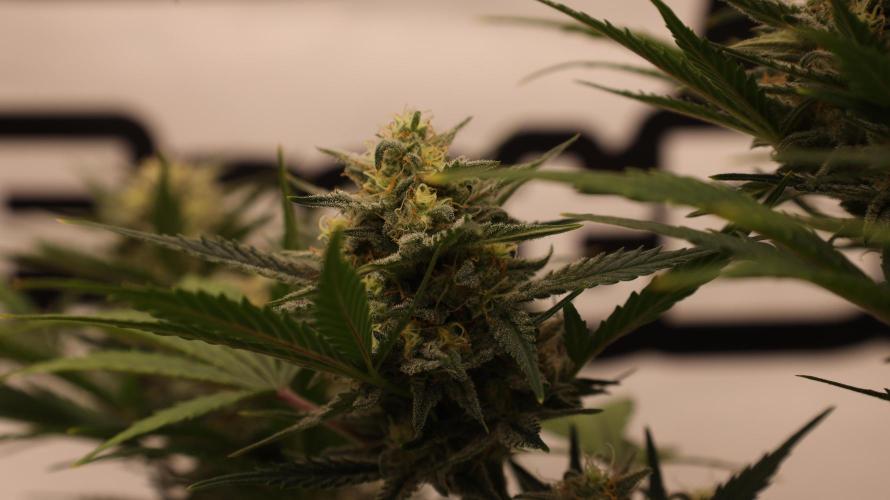 Apple Strudel. Week 7