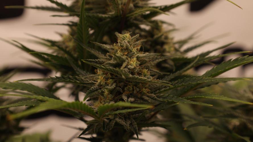 Apple Strudel. Week 7