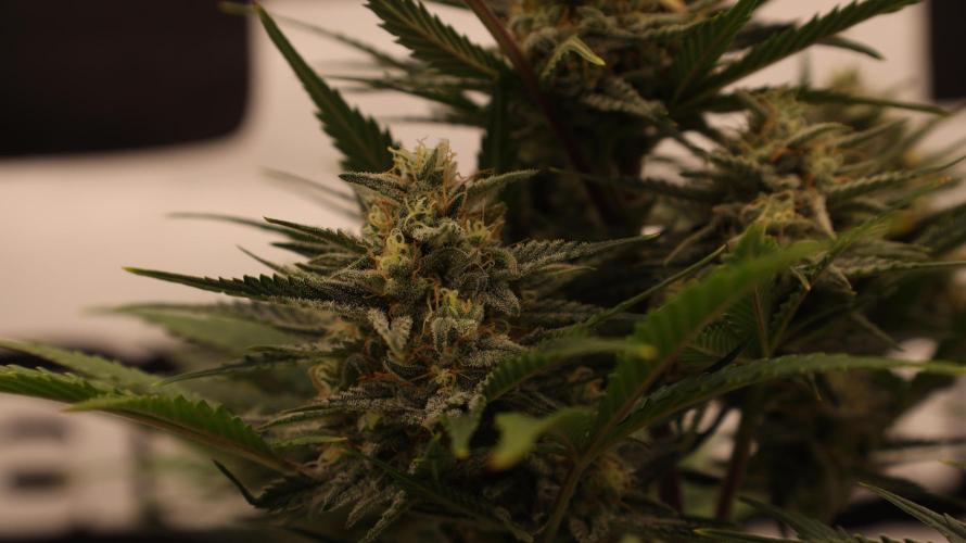 Apple Strudel. Week 7