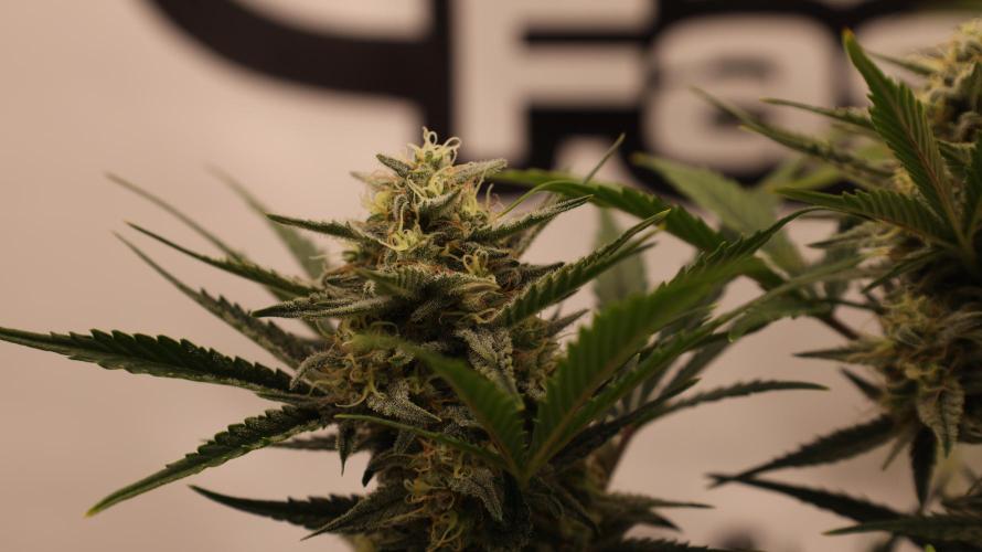 Apple Strudel. Week 7